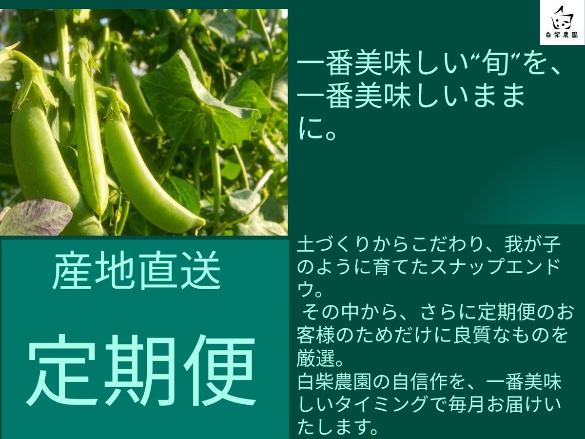スナップエンドウ定期便 クール便