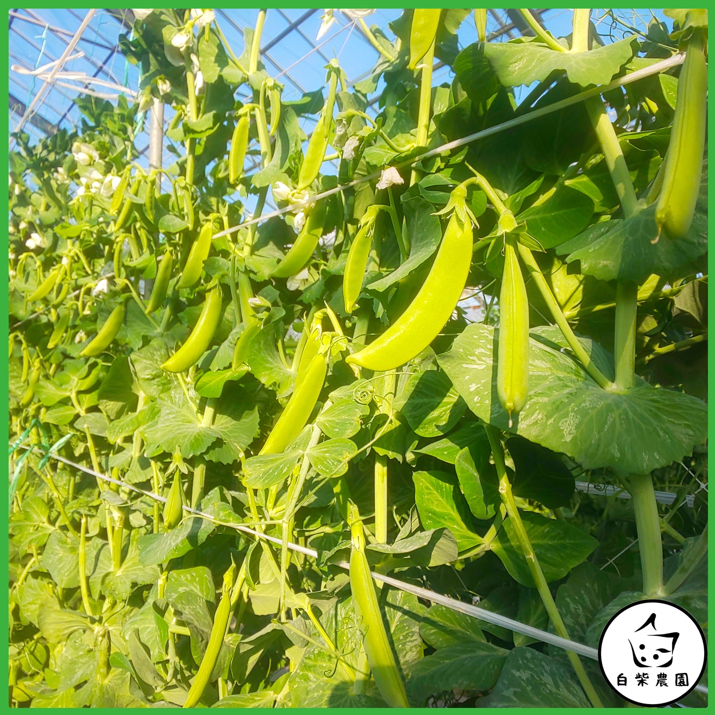 【贈答用スナップエンドウ】約1kg|愛知県豊橋産・クール便・ギフト対応