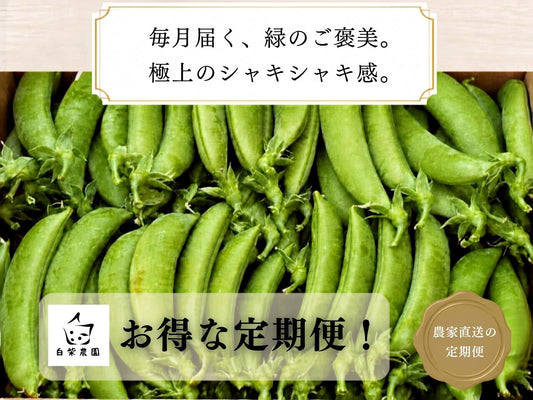 スナップエンドウ定期便　クール便