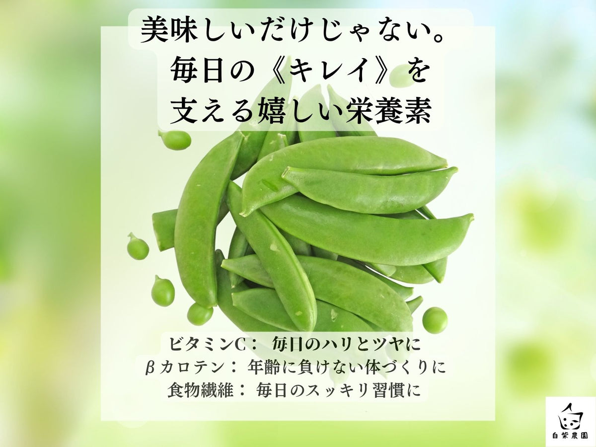 【糖度極まる】採れたて鮮度をそのまま届ける「厳選スナップエンドウ」 約1kg・クール便・ギフト対応