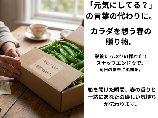 【家庭用スナップエンドウ】約1、５kg｜愛知県豊橋産・クール便・ギフト対応