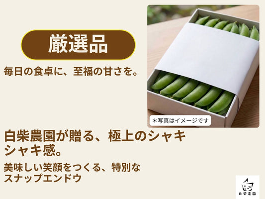 【糖度極まる】採れたて鮮度をそのまま届ける「厳選スナップエンドウ」 約1kg・クール便・ギフト対応