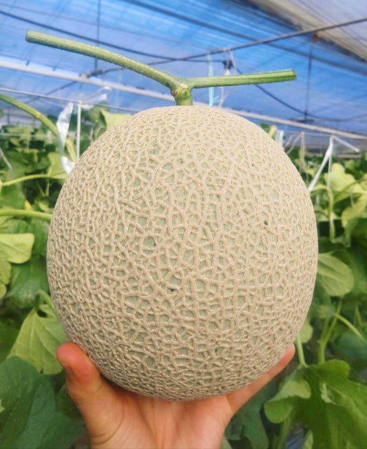 7月下旬～8月上旬発送予定　贈答用温室マスクメロン【特】約3㎏　2玉　愛知県豊橋産